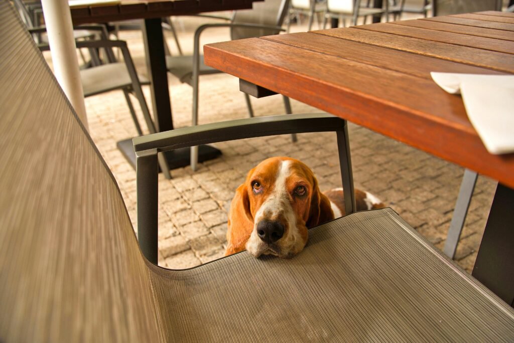 dog-friendly restaurant in Wrightsville beach